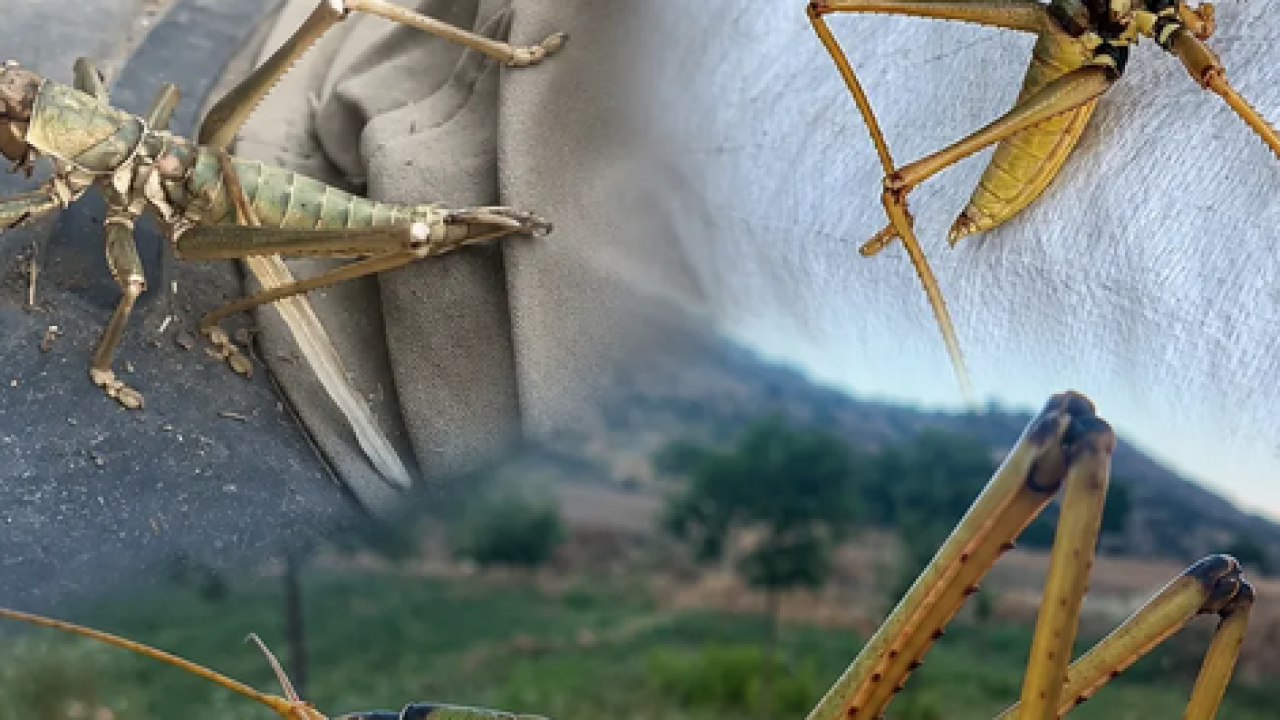 Çekirgeleri tarladan uzak tutan bu etkili ilaçla çıkar... Kimyasallara para vermeyin, benzeri yok