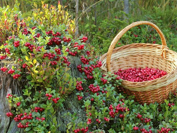 Foto - Çelik gibi kemiklerin anahtarı! Her gün 3 adet tüketmek yetiyor... Kızılcık meyvesi: Aynı şifa deposu, ezber bozdu
