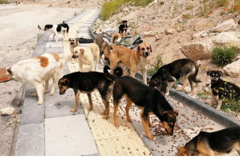 Foto - Cemal Hünal'dan sokak hayvanlarıyla ilgili tartışmalara neden olacak sözler: Allah belamızı vermiş bizim
