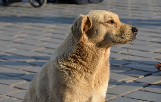 Foto - Cemal Hünal'dan sokak hayvanlarıyla ilgili tartışmalara neden olacak sözler: Allah belamızı vermiş bizim