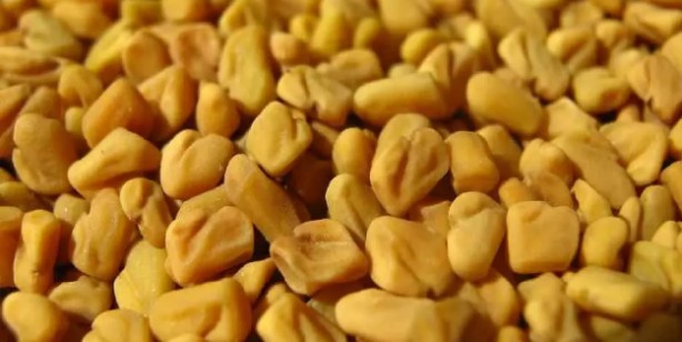 Foto - Çemen otunun faydaları nelerdir? 