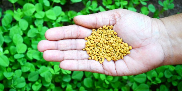 Foto - Çemen otunun faydaları nelerdir? 