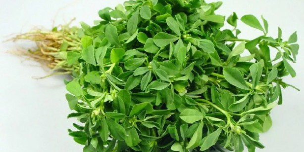 Foto - Çemen otunun faydaları nelerdir? 