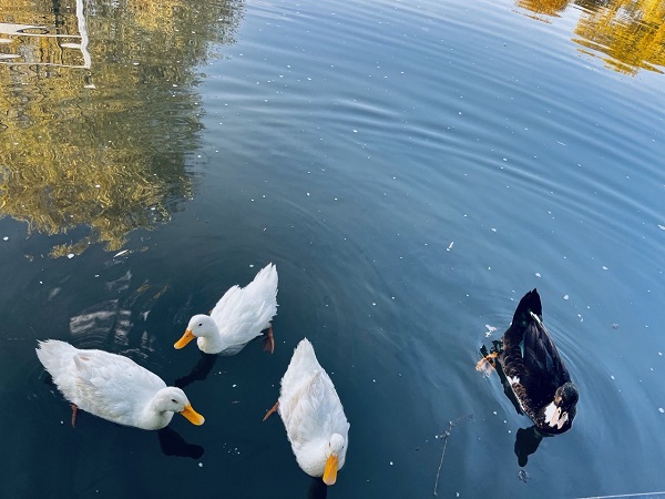 Foto - "Cennet Bahçesi" doğal stüdyo oldu
