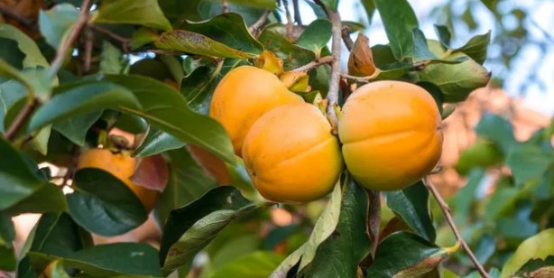 Foto - Cennet hurması nasıl olgunlaştırılır, faydaları nelerdir?