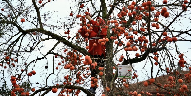 Foto - Cennet hurması nasıl olgunlaştırılır, faydaları nelerdir?