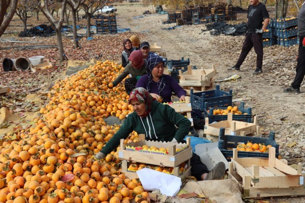 Foto - "Cennet hurması"ndan 7-8 bin ton rekolte bekliyorlar