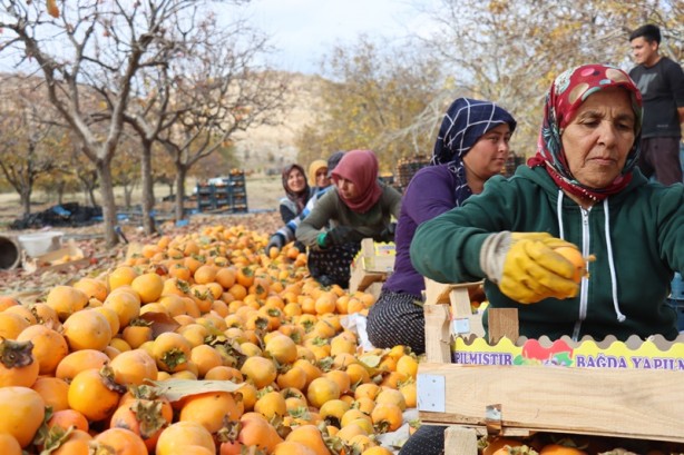 Foto - "Cennet hurması"ndan 7-8 bin ton rekolte bekliyorlar