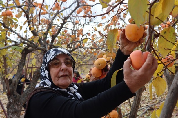 Foto - "Cennet hurması"ndan 7-8 bin ton rekolte bekliyorlar