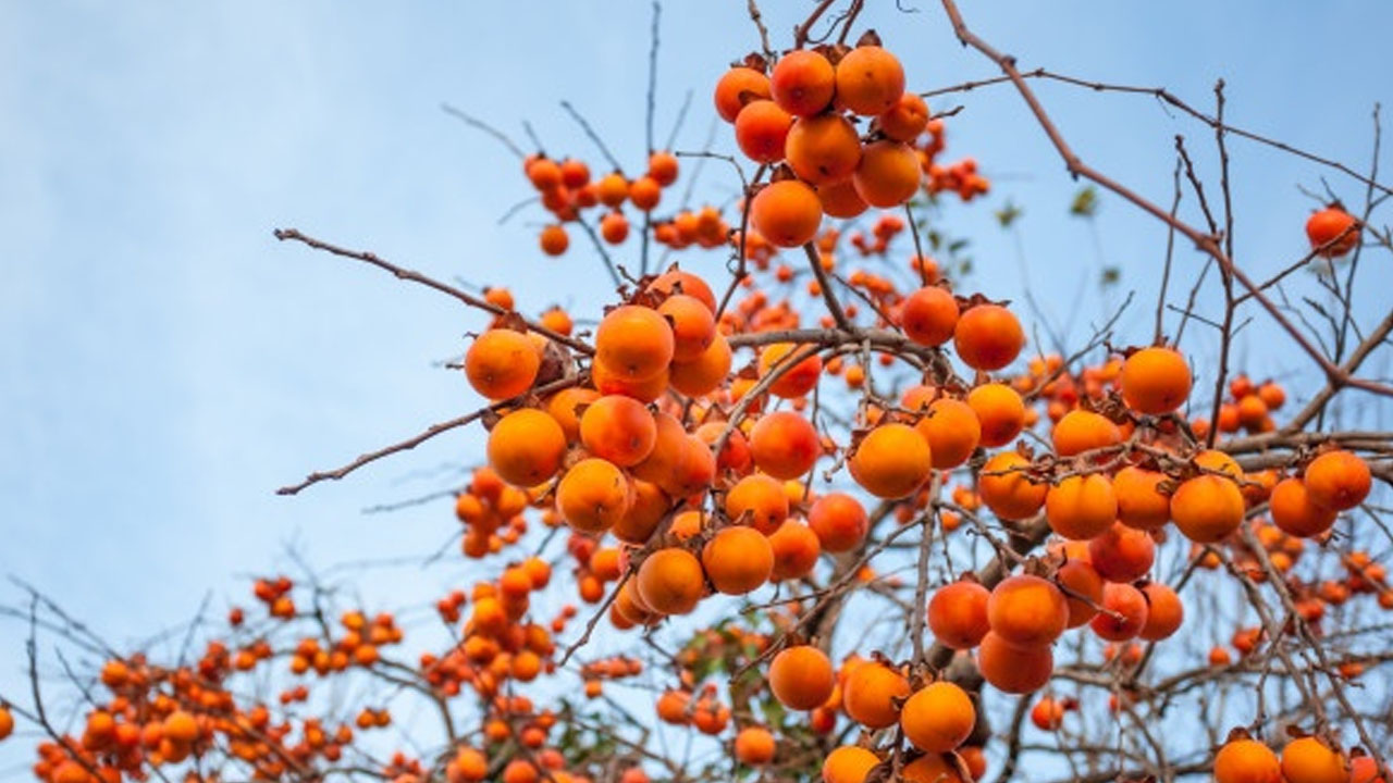 Foto - Cennet hurmasını böyle yiyin! Mutlaka denemelisiniz...