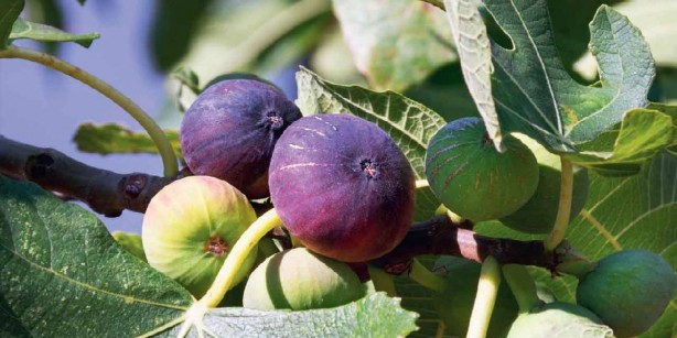 Foto - "Cennet meyvesi" diyorlardı! Meğer meyve değil, ölü arı yiyormuşuz! Eyvah ki ne eyvah 