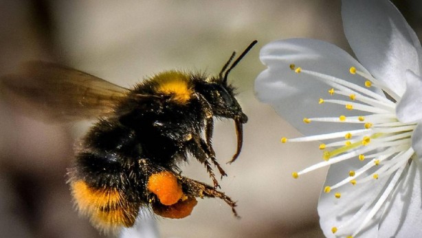 "Cennet meyvesi" diyorlardı! Meğer meyve değil, ölü arı yiyormuşuz! Eyvah ki ne eyvah 