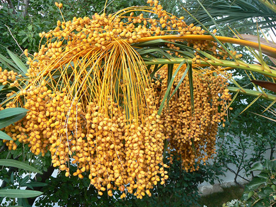 Foto - Cennet meyvesi olarak biliniyor! En güçlü C vitamini kaynağı: Her gün yiyen günden güne gençleşiyor