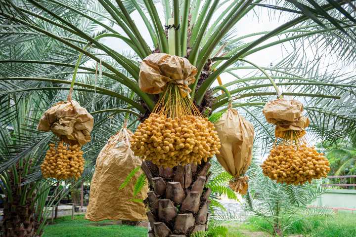 Foto - Cennet Meyvesi ve Doğum Mucizesi: Hurmanın Sırrı!