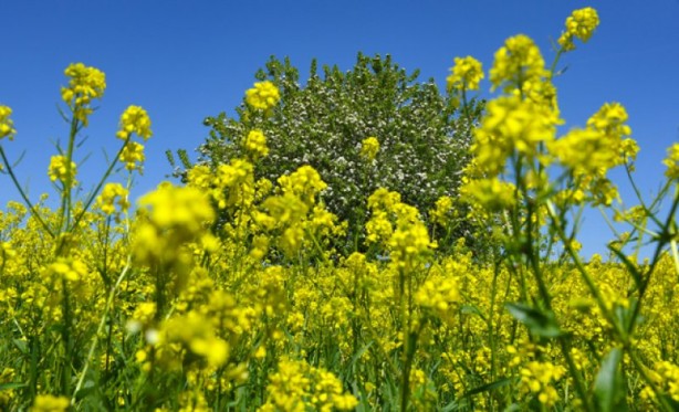 Foto - Cennet vatan Türkiye! Her köşesinden güzellik fışkırıyor