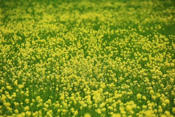 Foto - Cennet vatan Türkiye! Her köşesinden güzellik fışkırıyor