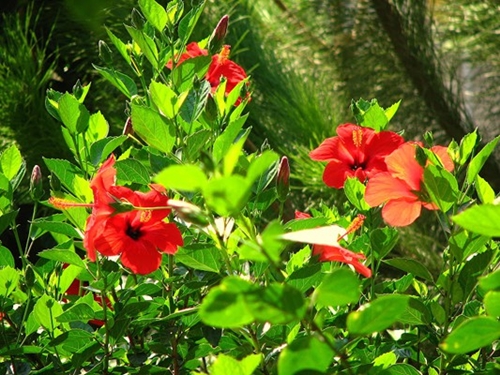 Foto - Cenneti anlatan ve müjdeleyen ayetler