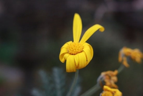 Foto - Cenneti anlatan ve müjdeleyen ayetler