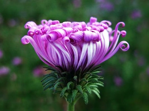 Foto - Cenneti anlatan ve müjdeleyen ayetler