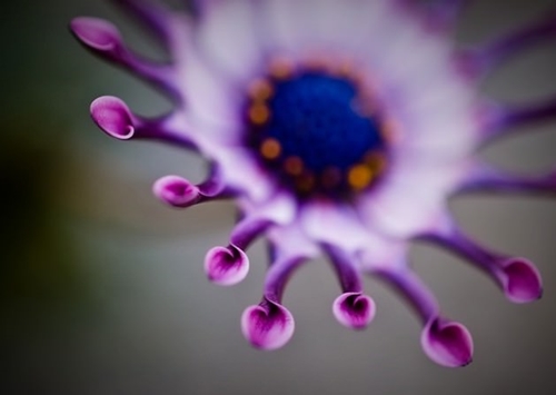 Foto - Cenneti anlatan ve müjdeleyen ayetler