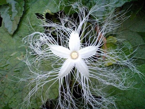 Foto - Cenneti anlatan ve müjdeleyen ayetler