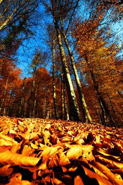 Foto - Cenneti anlatan ve müjdeleyen ayetler