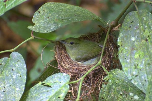 Foto - Cenneti anlatan ve müjdeleyen ayetler