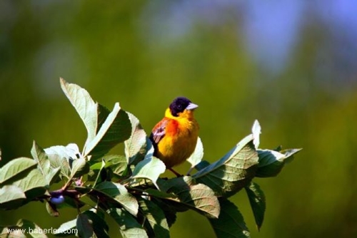 Foto - Cenneti anlatan ve müjdeleyen ayetler