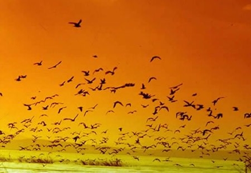 Foto - Cenneti anlatan ve müjdeleyen ayetler