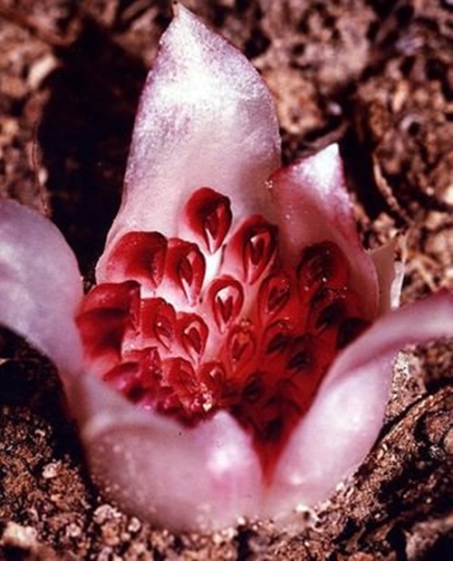 Foto - Cenneti anlatan ve müjdeleyen ayetler