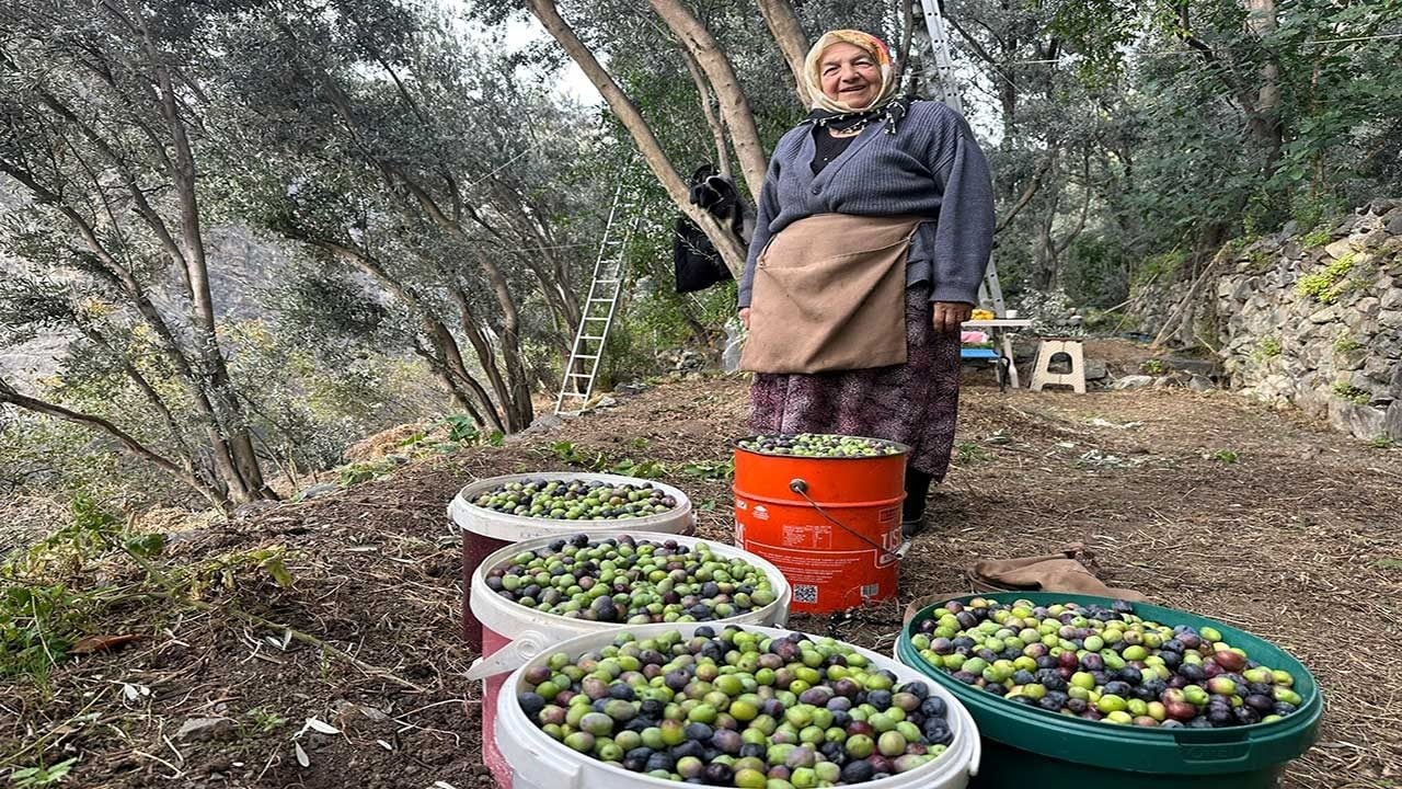Foto - Cep yakan rekolte kararı! Zeytinyağının litresi bin 500 liraya fırladı!