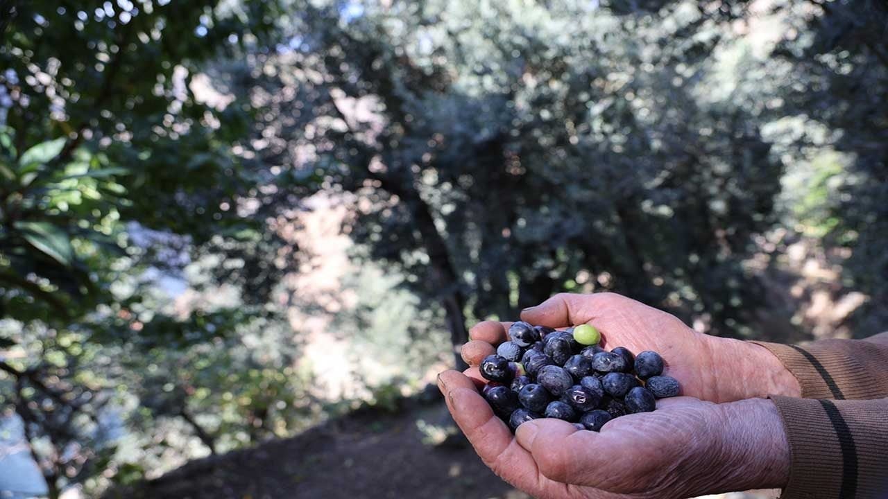 Foto - Cep yakan rekolte kararı! Zeytinyağının litresi bin 500 liraya fırladı!