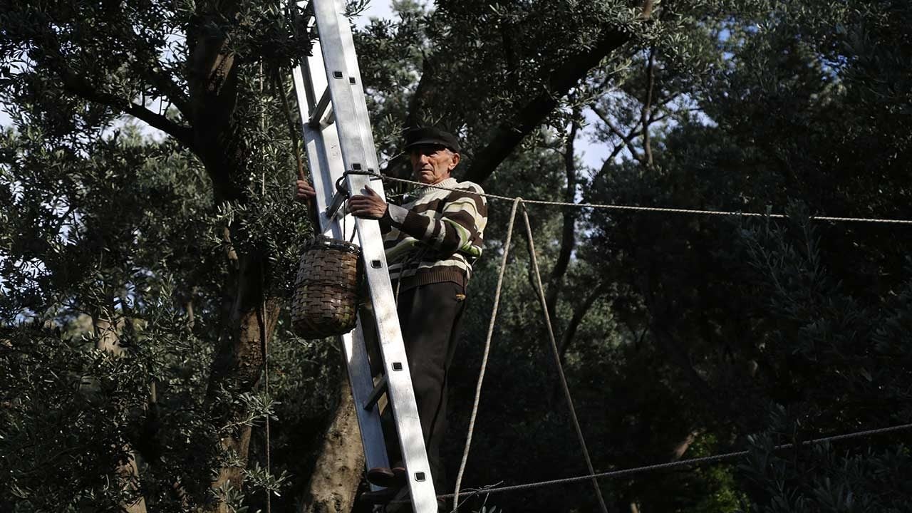 Cep yakan rekolte kararı! Zeytinyağının litresi bin 500 liraya fırladı!