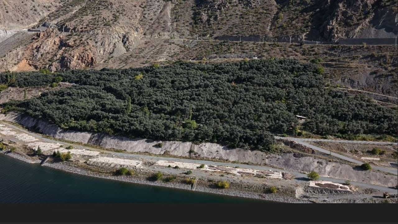 Foto - Cep yakan rekolte kararı! Zeytinyağının litresi bin 500 liraya fırladı!