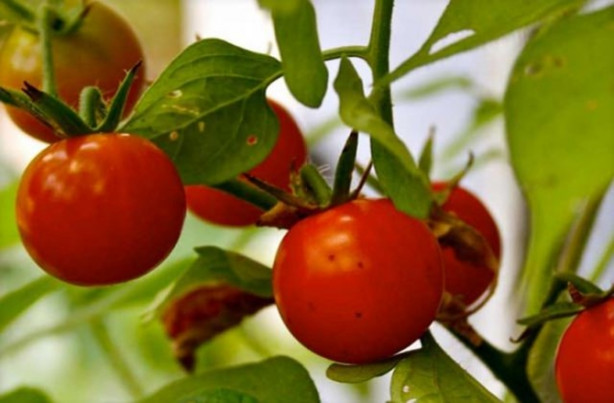 Çeri domates kanserden koruyor