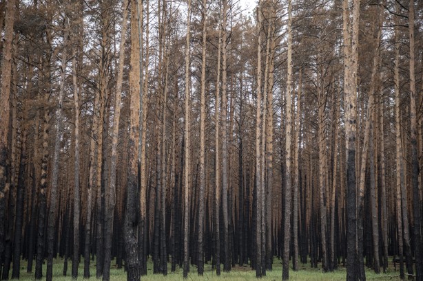 Foto - Çernobil'den korkutan yangın haberi
