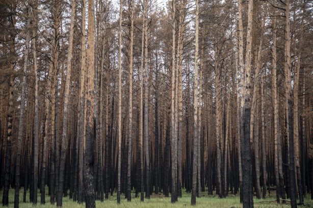 Foto - Çernobil'den korkutan yangın haberi