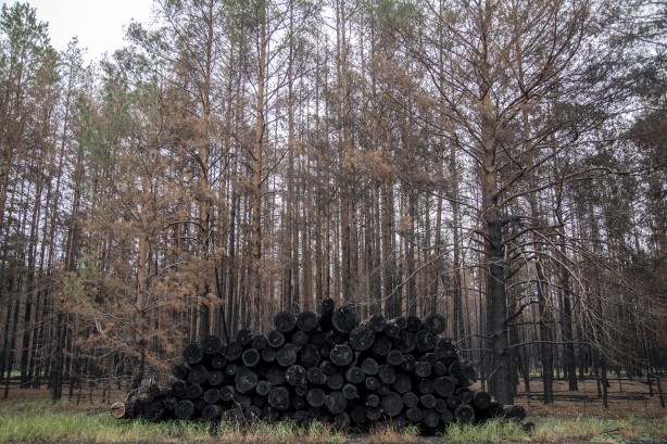 Foto - Çernobil'den korkutan yangın haberi