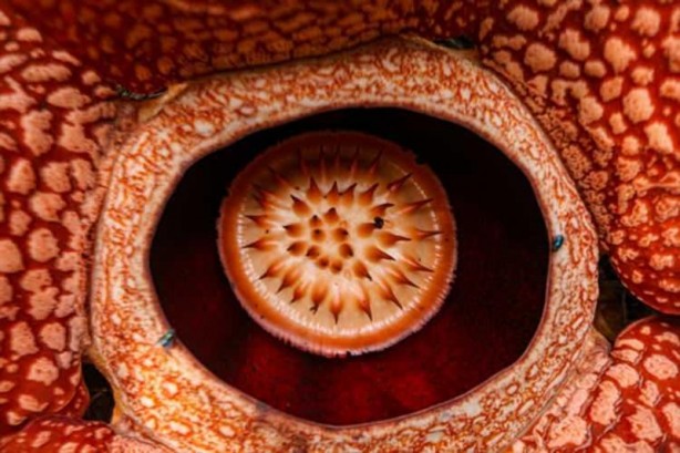 Foto - Ceset çiçeği olarak da bilinen 'Rafflesia arnoldii' açtı
