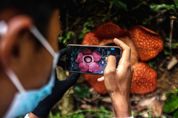 Ceset çiçeği olarak da bilinen 'Rafflesia arnoldii' açtı