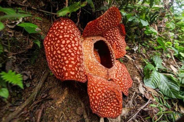 Foto - Ceset çiçeği olarak da bilinen 'Rafflesia arnoldii' açtı