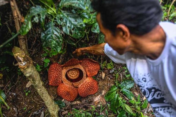 Foto - Ceset çiçeği olarak da bilinen 'Rafflesia arnoldii' açtı