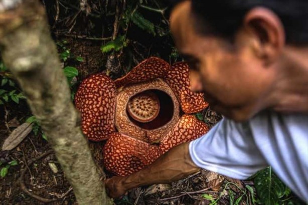 Foto - Ceset çiçeği olarak da bilinen 'Rafflesia arnoldii' açtı