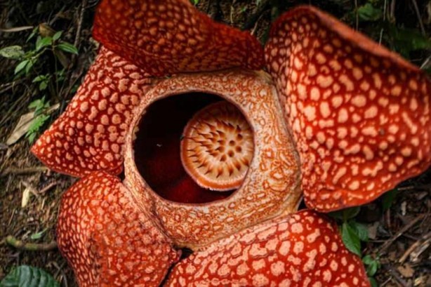 Foto - Ceset çiçeği olarak da bilinen 'Rafflesia arnoldii' açtı