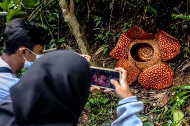 Foto - Ceset çiçeği olarak da bilinen 'Rafflesia arnoldii' açtı