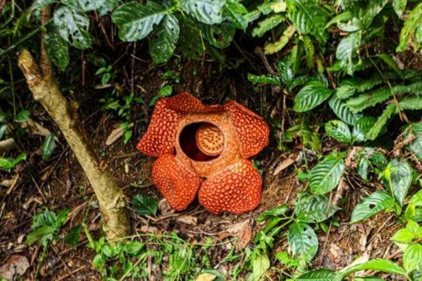 Foto - Ceset çiçeği olarak da bilinen 'Rafflesia arnoldii' açtı