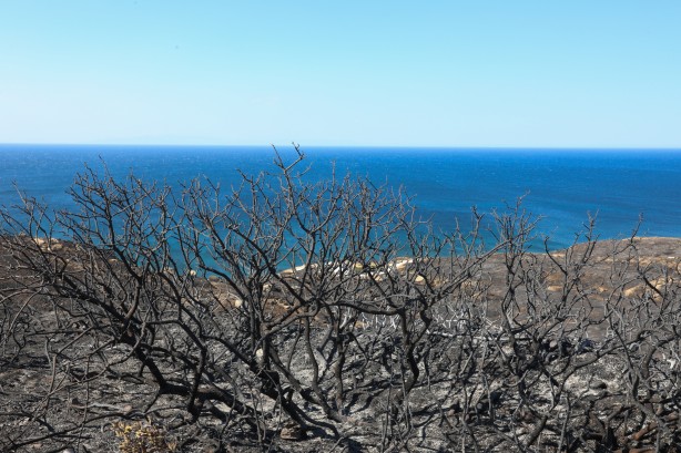 Foto - Çeşme'deki yangın kontrol altına alındı