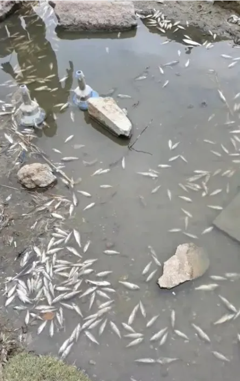 Foto - Cevap ver Mansur! Bu balıklar neden öldü?