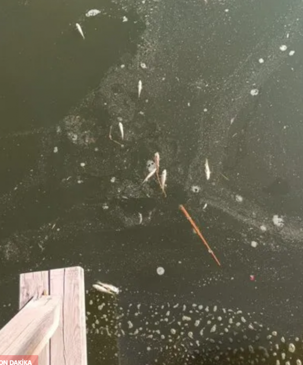 Foto - Cevap ver Mansur! Bu balıklar neden öldü?