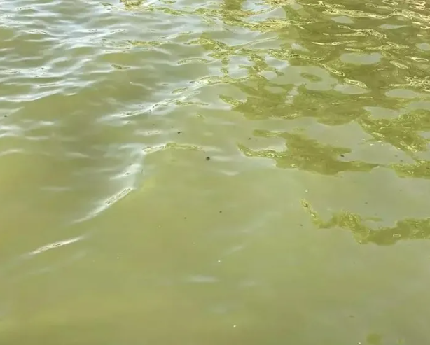 Foto - Cevap ver Mansur! Bu balıklar neden öldü?